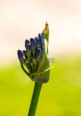 花的,花,自然