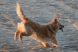 金毛獵犬,狗,動物