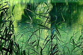 湖,池塘,蘆葦