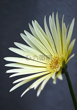花的,花,非洲菊