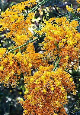 西澳大利亞的圣誕樹,本機(jī),植物