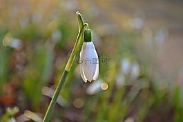 花蓮,鮮花,白色的花