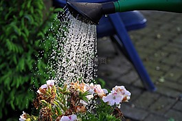 鮮花,噴壺,水