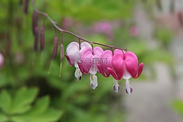 大自然,植物,花園