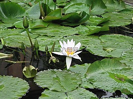 睡蓮,荷花池,葉子
