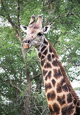 長頸鹿,非洲,野生動(dòng)物園