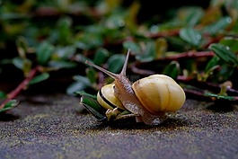 蝸牛,爬網(wǎng),殼