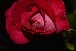玫瑰,紅色,開花