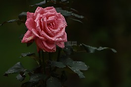 粉紅色的玫瑰,玫瑰,玫瑰花朵