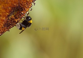 蜜蜂,花蜜,性質(zhì)