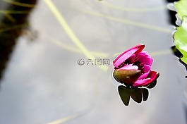 蓮花,水面上,水生植物