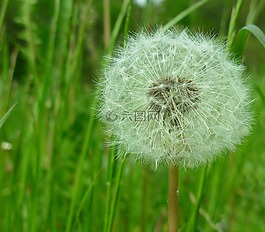 花,草,綠色
