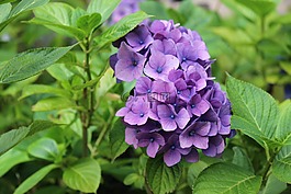 花,夏季,性質(zhì)
