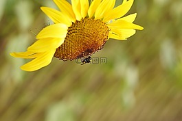 太陽(yáng)花,黃色,開花