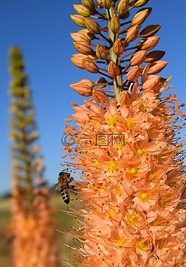 独尾,草原蜡烛,沙漠徘徊
