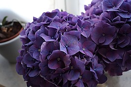 八仙花,紫,花
