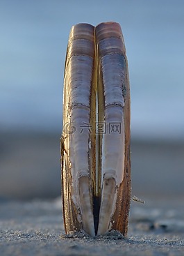 貝殼,海,海灘