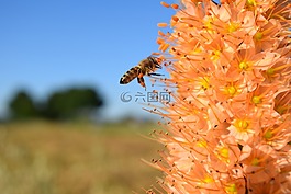 蜜蜂,独尾,草原蜡烛