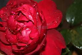 花,紅玫瑰,拖放