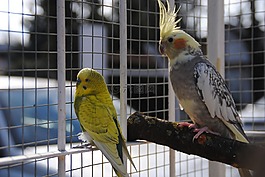 korela,andulka,鳥類