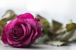 玫瑰,死亡,花