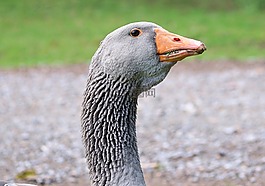 鵝,野鵝,鳥