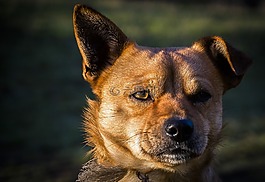 動物,狗,與流氓