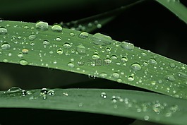 葉子,滴,性質(zhì)