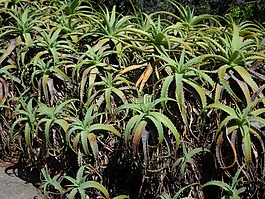 龍舌蘭,蘆薈,植物