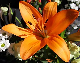 鮮花,百合,橙