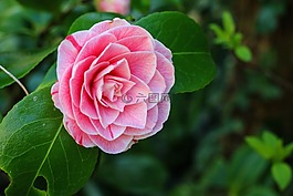 卡梅利亞,花,灌木