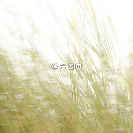 沙丘草,性質(zhì),海灘
