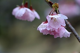 櫻花,春,性質(zhì)