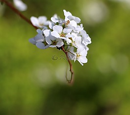 鮮花,春,白