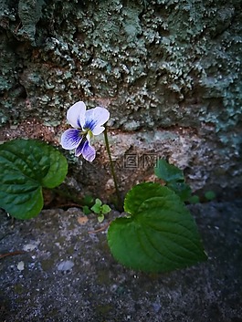 春天,花卉,春天的花朵