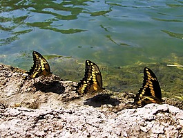 蝴蝶,水,池