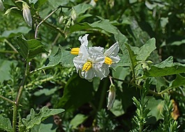 龍葵花,開花,盛開