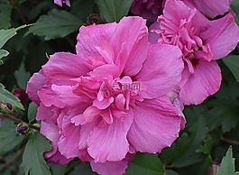 沙仑的玫瑰花,花,开花