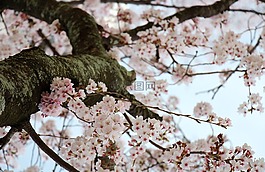 櫻花,鮮花,春