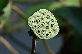 蓮花,越南,亞洲