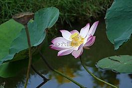 蓮花,越南,亞洲