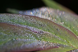 露水,露珠,morgentau