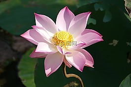 蓮花,越南,亞洲