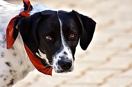 狗,動物,查看