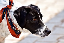狗,動物,查看
