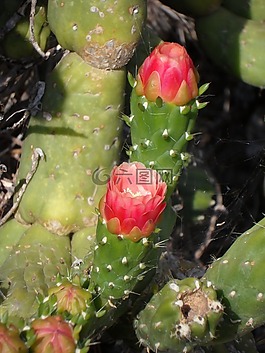 仙人掌花,仙人掌,盛開