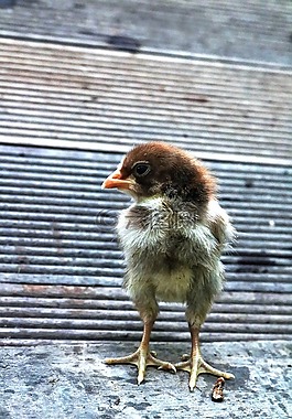 小雞,動物,可愛
