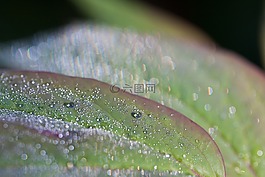 露水,露珠,morgentau