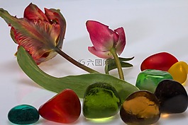 鮮花,郁金香,石頭