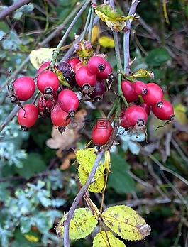 églantines,水果,紅色